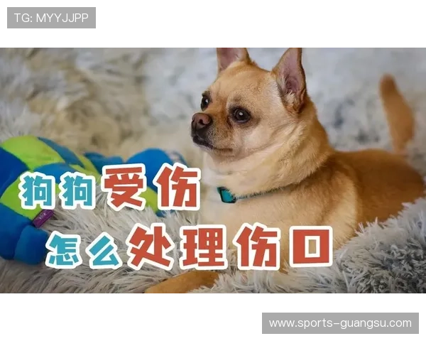 万狗体育下载官方渠道，安全稳定下载指南帮助用户轻松获取最新版本软件